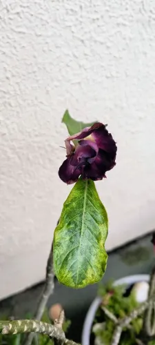 Rosas do deserto