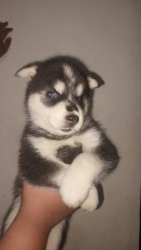 Husky siberiano DIdisponivel