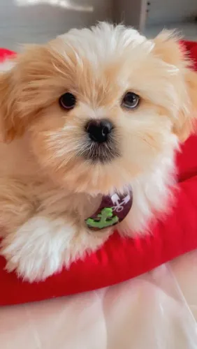 Filhotinhos de shih tzu