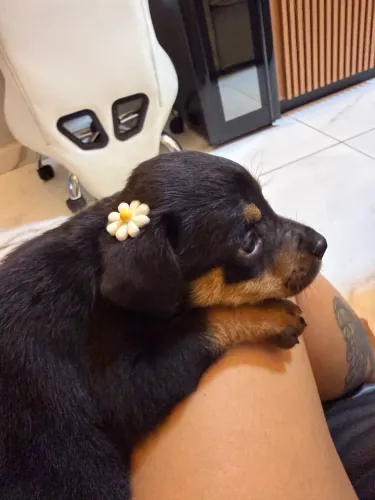 Vendas de Filhotes rottweiler fêmia 
