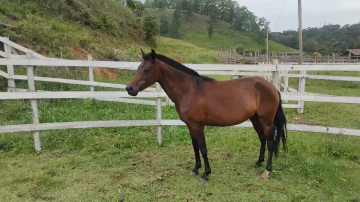 EGUA MANGALARGA MARCHADOR REGISTRO PROVISORIO VAI PRENHA DO ZAKI DO CAXIXE