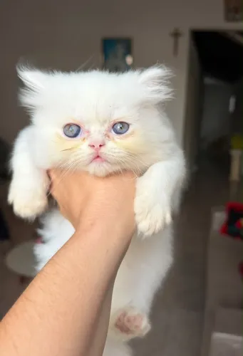 Animais estimação