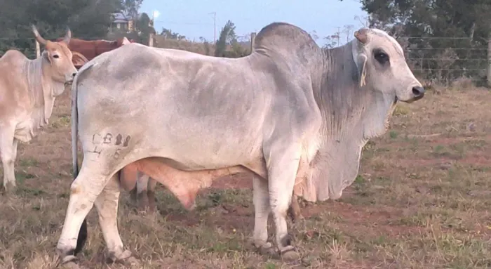 Touro brahma 8 anos