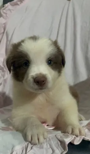 Border Collie - Com valores acessíveis.