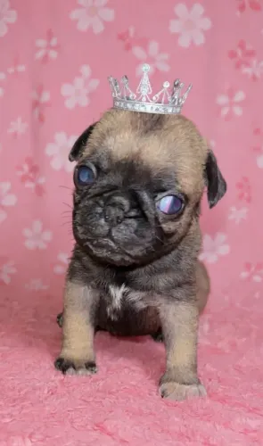 Filhote de pug fêmea 