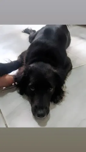Adoção responsável 
