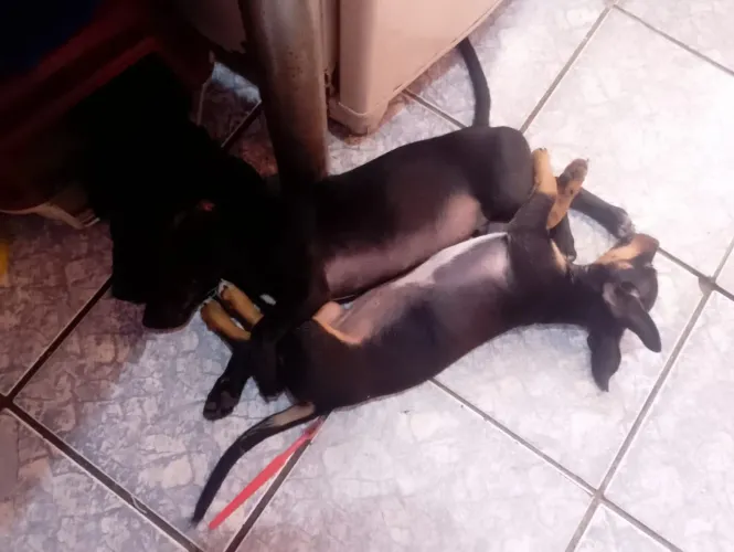 Vende-se casal de pincher