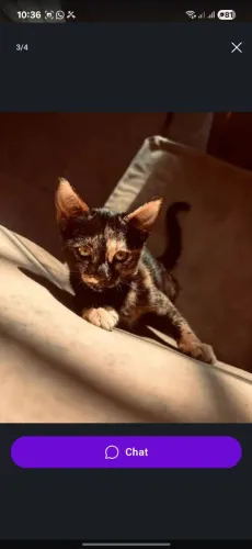 Gatinha filhote fêmea 