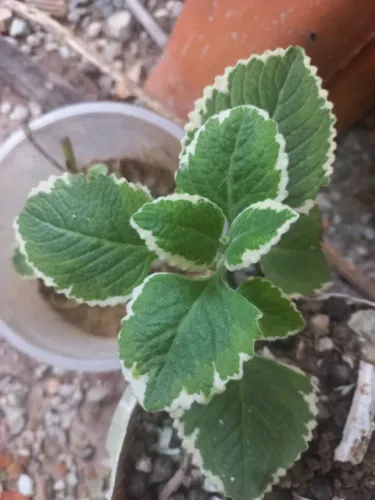Muda de Hortelã-Pimenta-Graúda