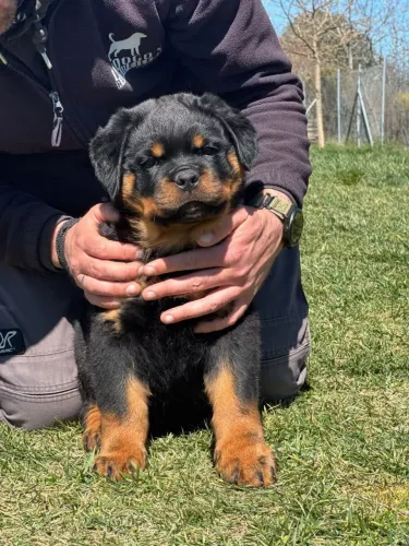 Rottweiler Uma oportunidade disponível para quem busca um pet