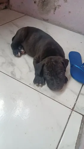 Doação de Filhote de American Bully