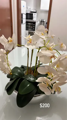Jarros com plantas
