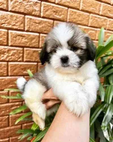 Shitzu com poodle caminha brinde passo cartão