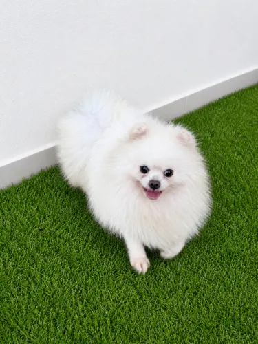Spitz alemão para cobertura