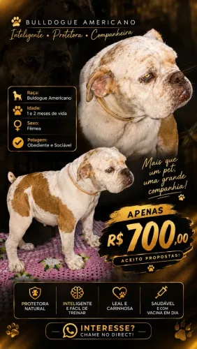 BULDOGUE AMERICANO FEMEA 1 ANO DE VIDA