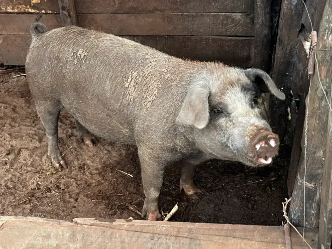 Porca 130 kg