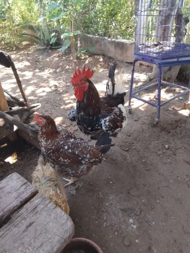 Vendo ? da raça gsb