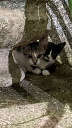 DOO GATOS