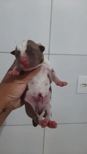 Filhotes Pitbull (Reserva)