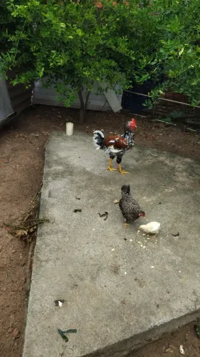 Frango GSB 