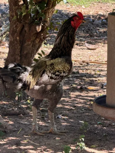 Galo índio