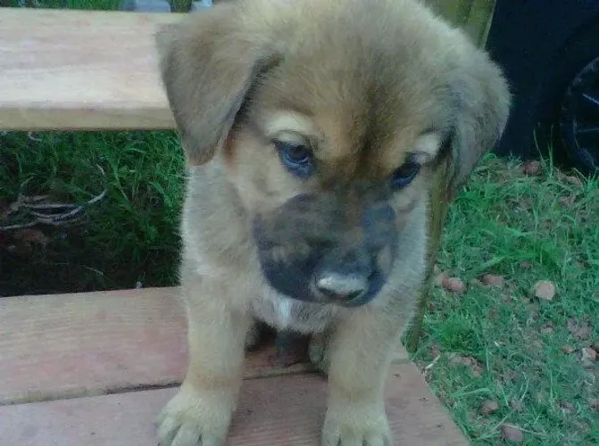 PASTOR X LABRADOR Quer mudar sua vida para melhor? Leve um filhote para casa.  9 975I.649I