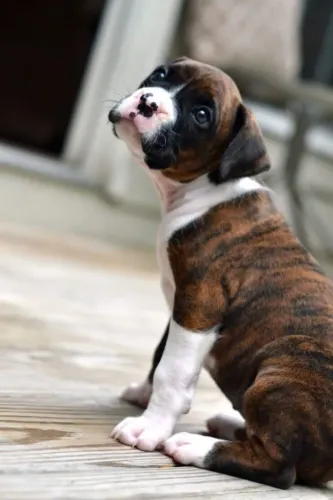 Filhote Boxer Disponivel macho e fêmea 