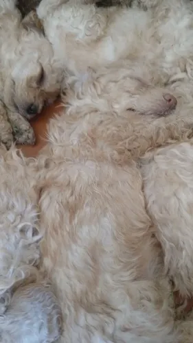 vende cachorro polldo