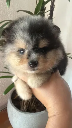 Spitz alemão anao com vacinas e vermifugado 