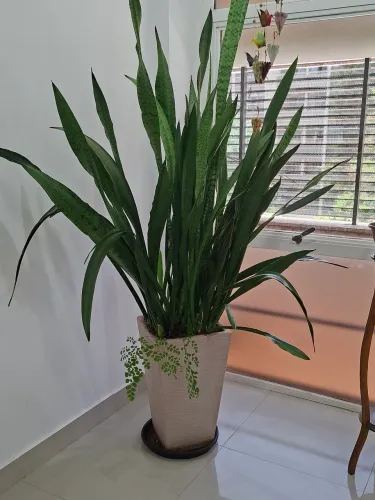 Vaso Grande com Espada-de-São-Jorge Lindo e Imponente