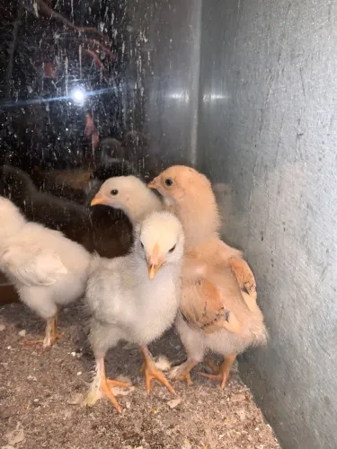 Pintos, galinhas e galos.