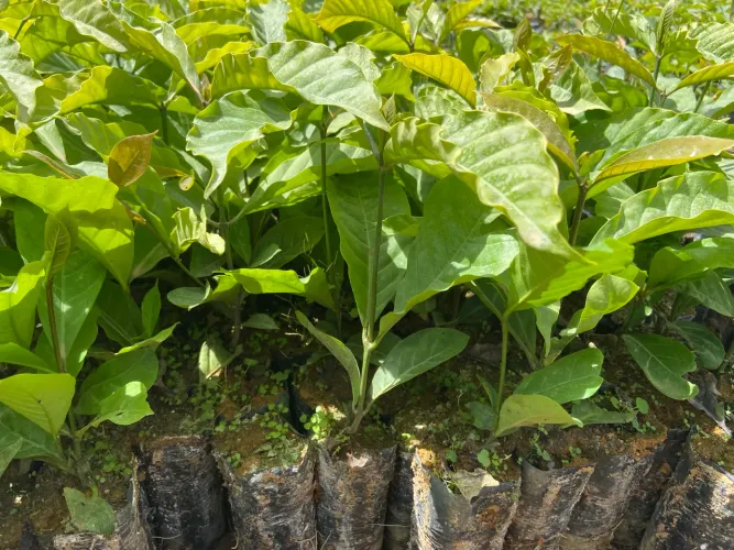 Mudas de café conilon clonal