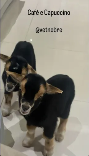 Mini Cabra