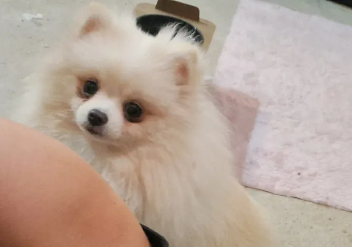 Lulu da Pomerania Alta