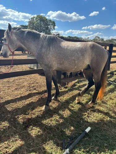 Cavalo