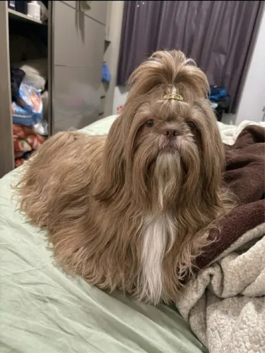 Macho para cobertura