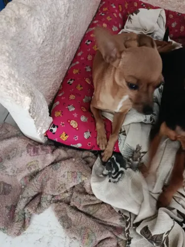 Pinscher 1