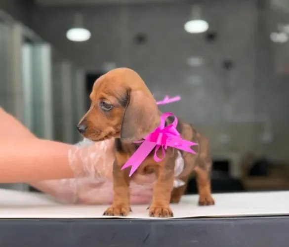 O Legítimo Salsicha: Filhotes Machos e Femeas com Pedigree, Garantia de Saúde e Vacina V10