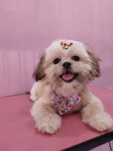 Vendo shih tzu fêmea 4 meses