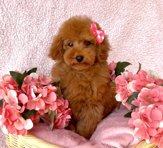 Poodle red fêmea fotos reais 