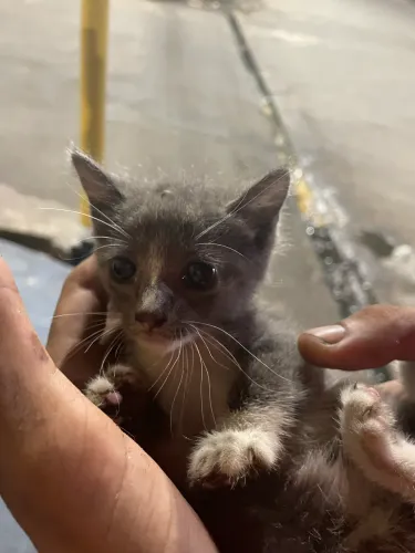 Gatinho de rua abandonado