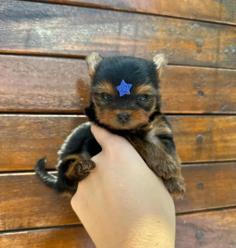 Yorkshire Terrier Macho para Reservar!