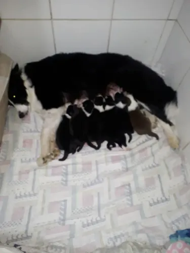 Bolder collie