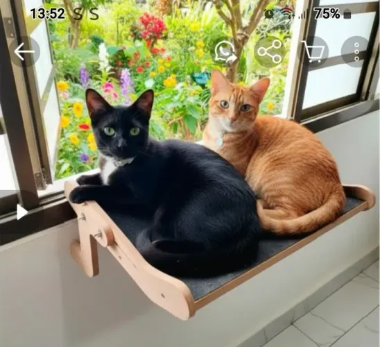 Janeleira para gato