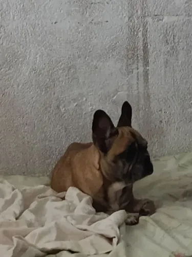 Vendo cachorro da raça bulldog francês