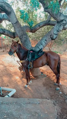 Potro a venda