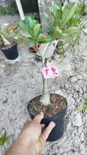Rosas
