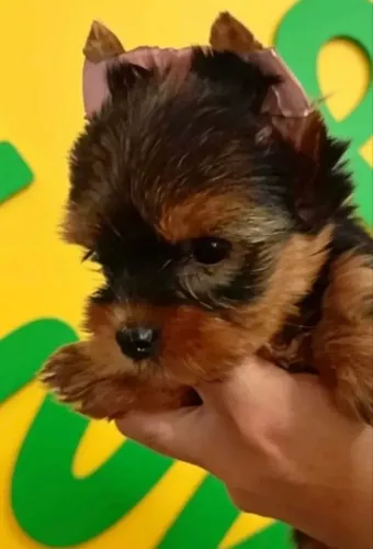 Yorkshire terrier , filhote em loja ! Parcelamos e entregamos