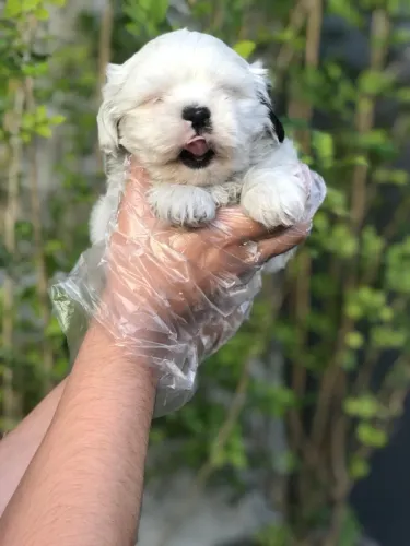 Shih tzu - Muito Mais que um Filhote, um Novo Membro da Família