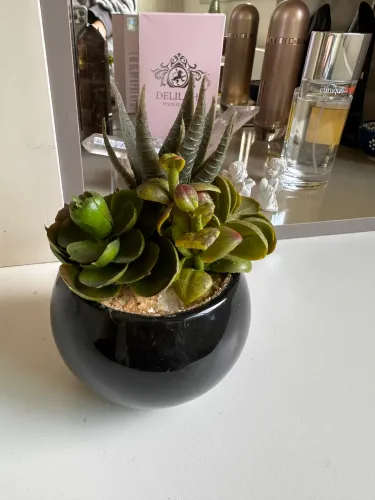 Planta decorativa